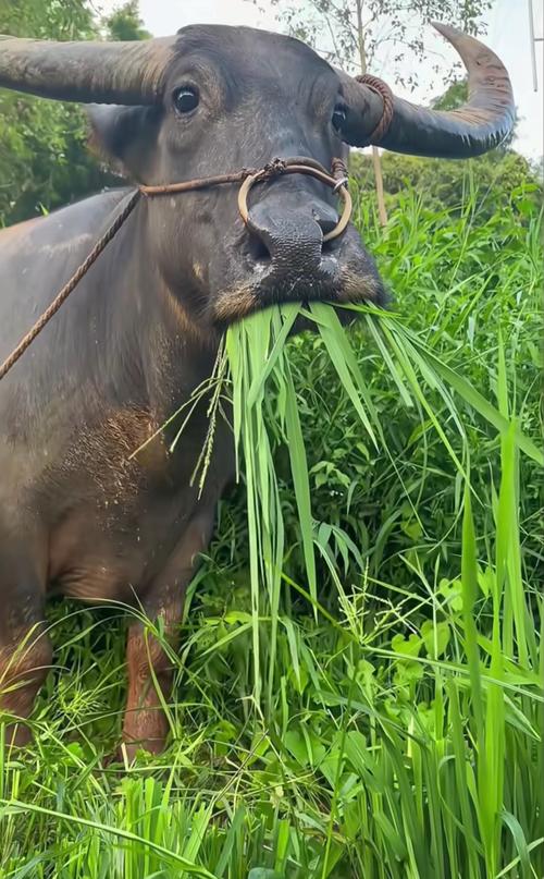 挑食的看看牛吃草哈!看看人家吃的多香