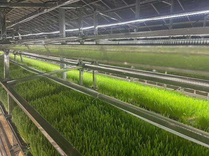 四川甘孜打造水培牧草植物工厂,日产20吨优质牧草助力牦牛产业发展