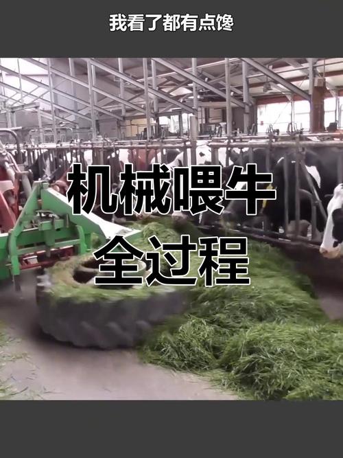 两台机器搞定千头牛 现代养殖场的全自动喂牛黑科技