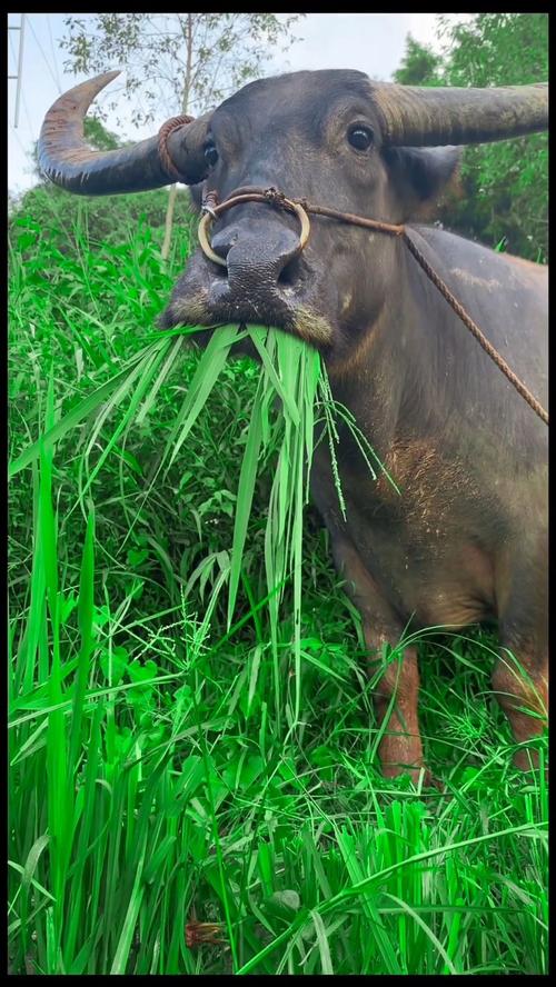 牛吃草 今年的行情唉